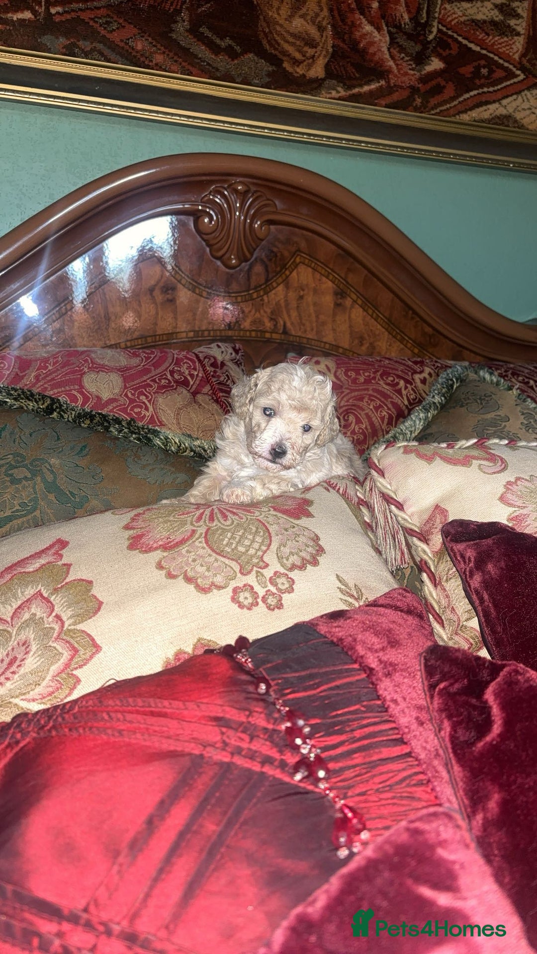 Toy Poodle dogs for sale: Stunning Toy poodles  - Image 4