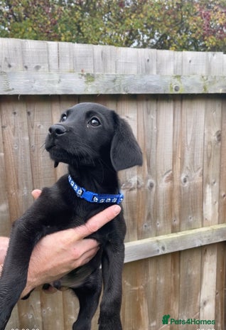 Labrador Retriever dogs - Advert 5