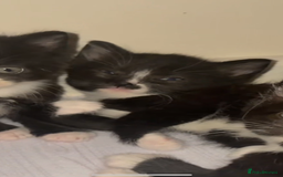 Mixed Breed cats for sale: Cute kittens need loving home - Image 4