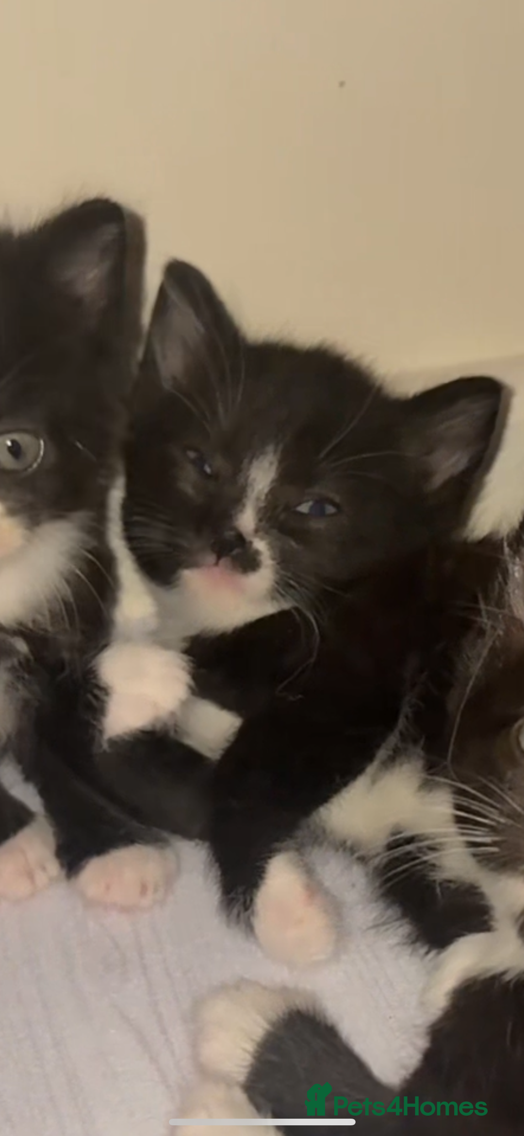 Mixed Breed cats for sale: Cute kittens need loving home - Image 4