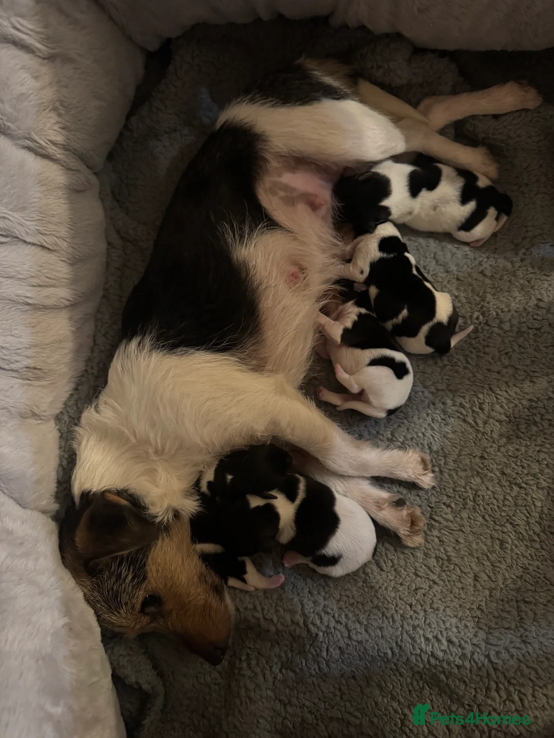Jack Russell dogs for sale: 🌟Tri-coloured Mini Jack Russells🌟 - Advert 1