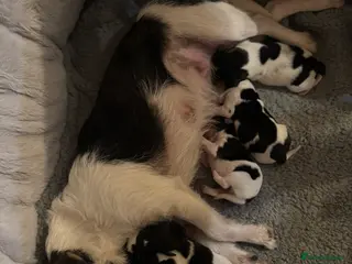 Jack Russell dogs 🌟Tri-coloured Mini Jack Russells🌟 - Advert 6