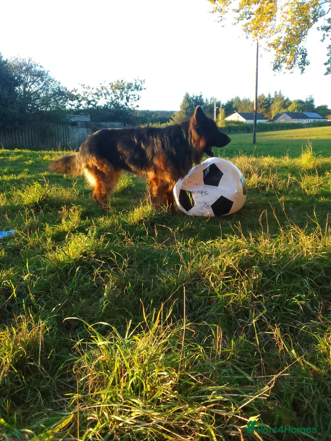 German Shepherd dogs for sale: German shepherd pups for sale  - Image 9