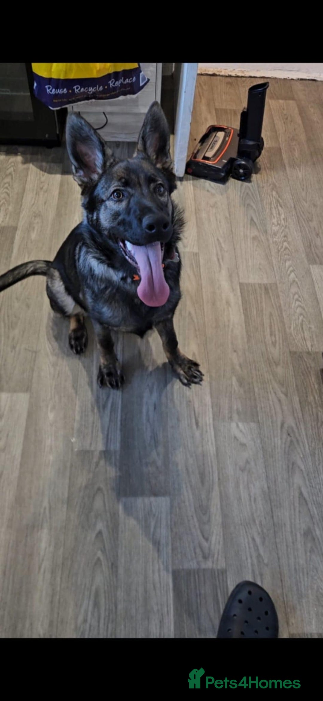 German Shepherd dogs for sale: Female german shepered  - Advert 1