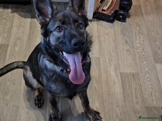 German Shepherd dogs Female german shepered - Advert 3