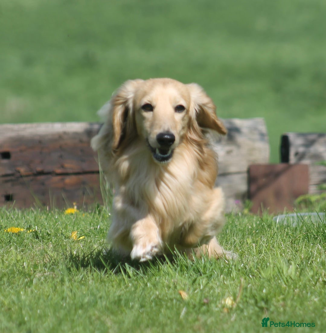 Miniature Dachshund dogs for stud:  Cream i/i long haired Miniature Dachshund  in Newton Abbot - Advert 20