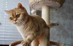 Scottish Fold cats for sale: Gorgeous Scottish Straight Girl - Advert 2