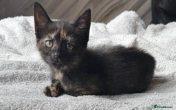 Mixed Breed cats for sale: Female British Shorthair X Kitten  - Image 8