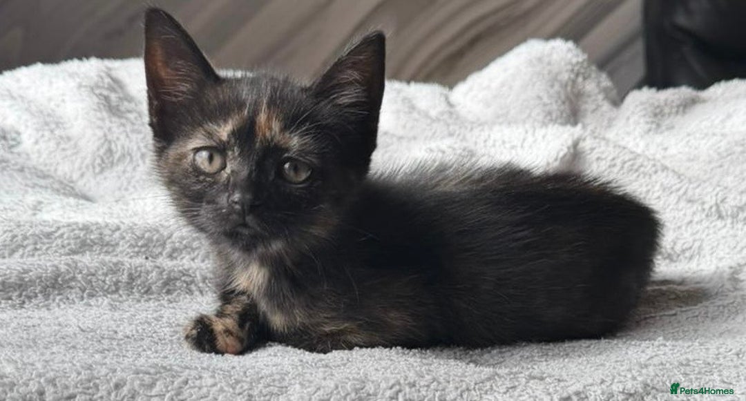 Mixed Breed cats for sale: Female British Shorthair X Kitten  - Image 8