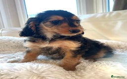 Cockapoo dogs for sale: 🔥Stunning F1 Cockapoo Puppies🔥 - Advert 5