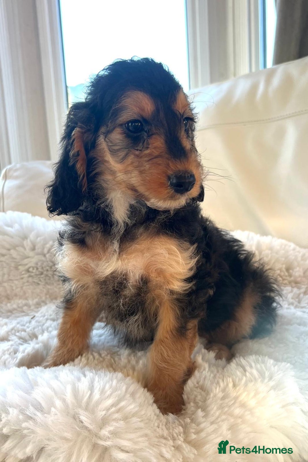 Cockapoo dogs for sale: 🔥Stunning F1 Cockapoo Puppies🔥 - Advert 5