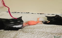 Mixed Breed cats for sale: Fluffy Female Kitten 10 weeks old  - Advert 7