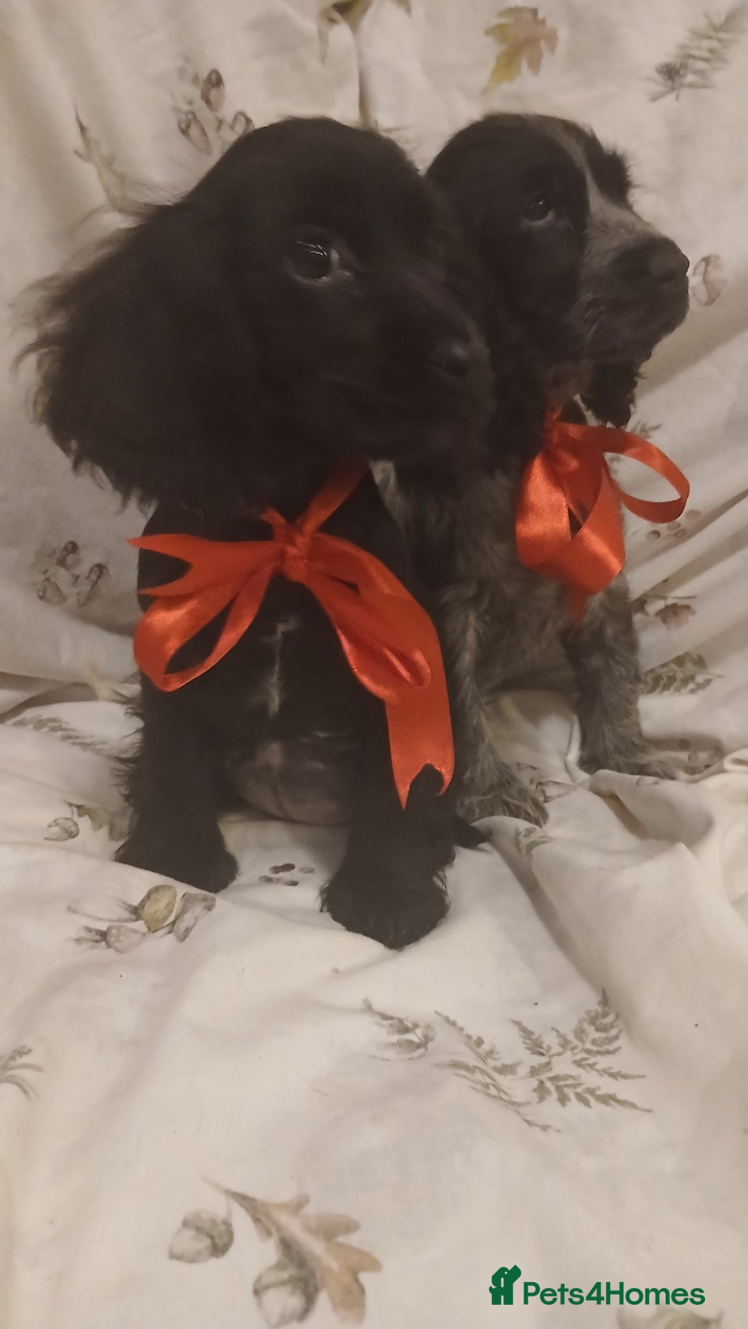 Cocker Spaniel dogs for sale: cocker spaniels - Advert 5