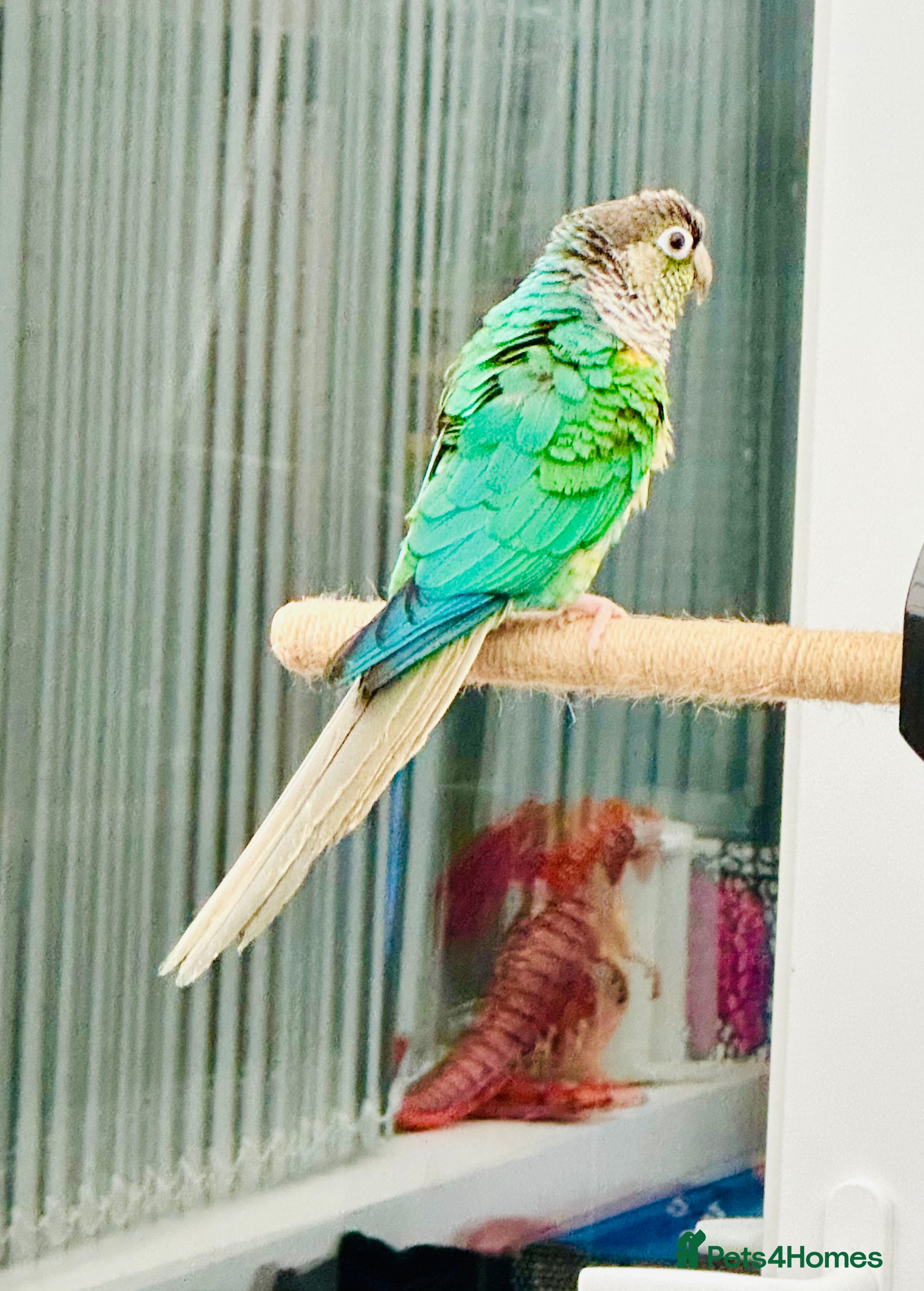 Parrots birds Green Cheeked Conure  - Advert 2