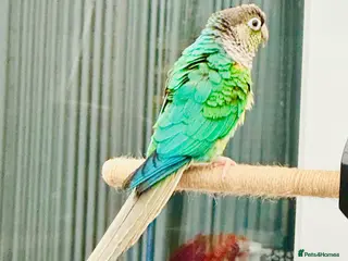 Parrots birds Green Cheeked Conure - Advert 2