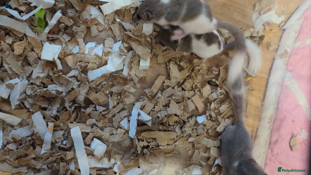 Mouse rodents for sale: Pied African Pygmy Dormice - male - Advert 3