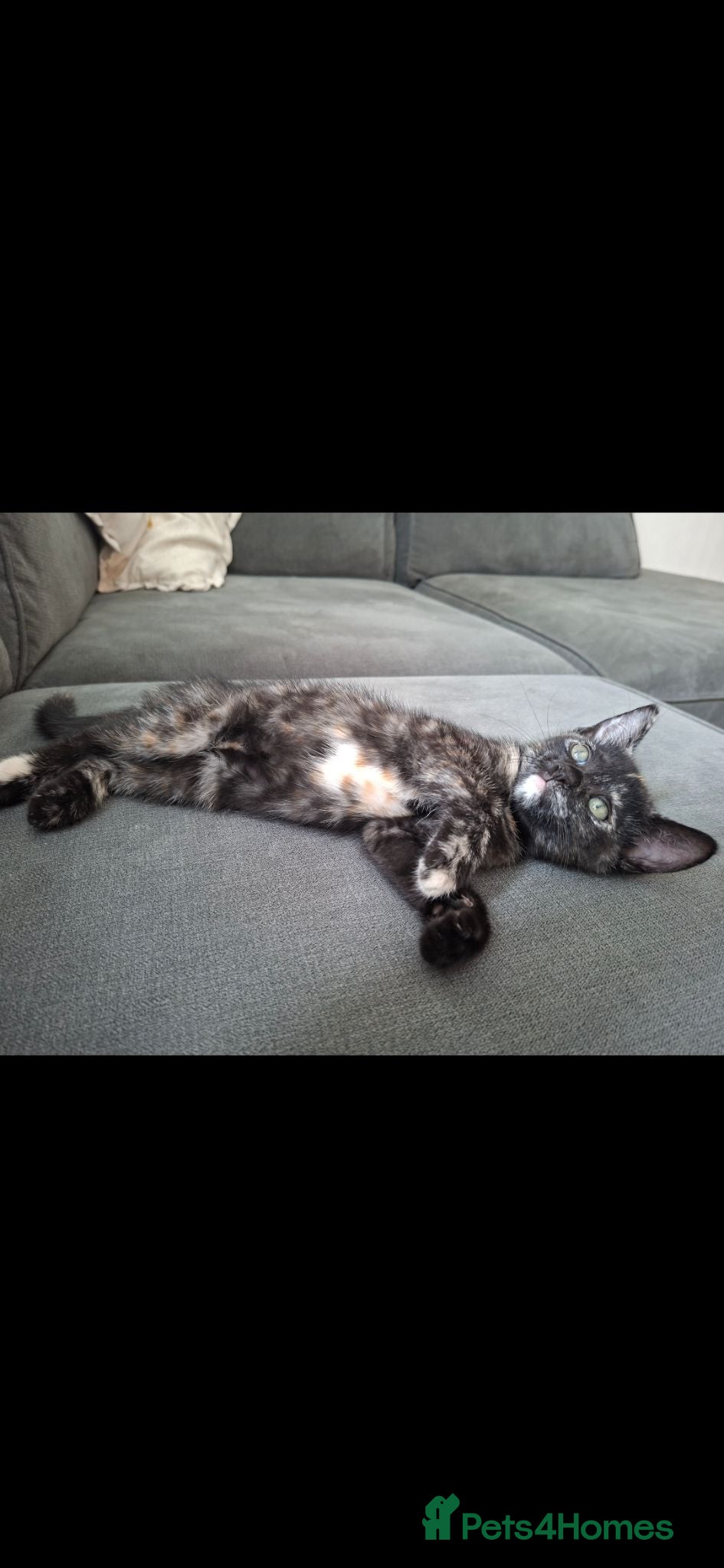 Mixed Breed cats 2 BEAUTIFUL FEMALE KITTENS🐱❤️ - Advert 5