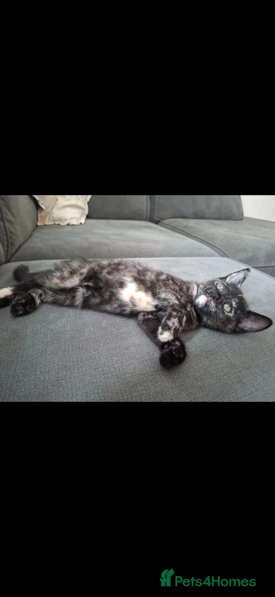 Mixed Breed cats for sale: 2 BEAUTIFUL FEMALE KITTENS🐱❤️ - Advert 1