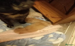 Mixed Breed cats for sale: Beautiful ginger kittens, I have both parents - Image 7