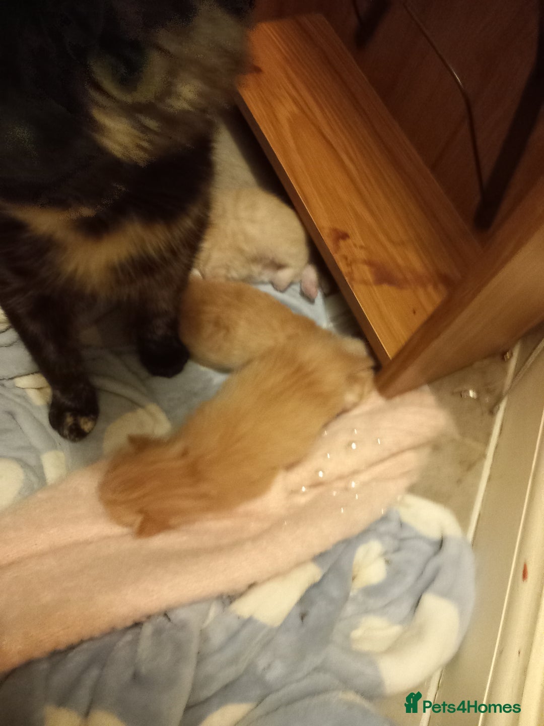 Mixed Breed cats for sale: Beautiful ginger kittens, I have both parents - Image 7