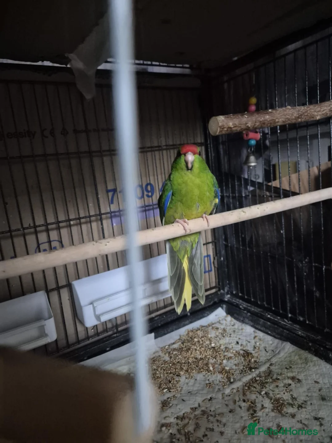 Parakeets birds for sale: Kākāriki female  - Advert 4