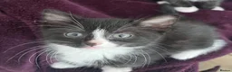 Mixed Breed cats for sale: Beautiful kitten ready for a new home - Advert 4