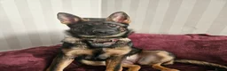 German Shepherd dogs for sale: German Shepherd  - Advert 3