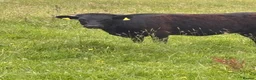Cows & Bulls livestock for sale: Dexter x Galloway Cows and Dexter Bull for sale  - Advert 4