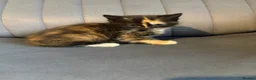 Mixed Breed cats for sale: 3 kittens for sale  - Advert 16