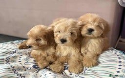 Cockapoo dogs for sale: Outstanding puppies  - Image 2