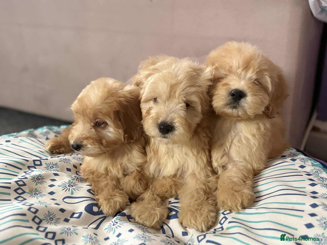 Cockapoo dogs for sale: Outstanding puppies  - Image 2
