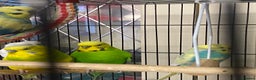 Budgerigars birds for sale: Beautiful budgies , mixed colours incl rainbow  - Advert 6