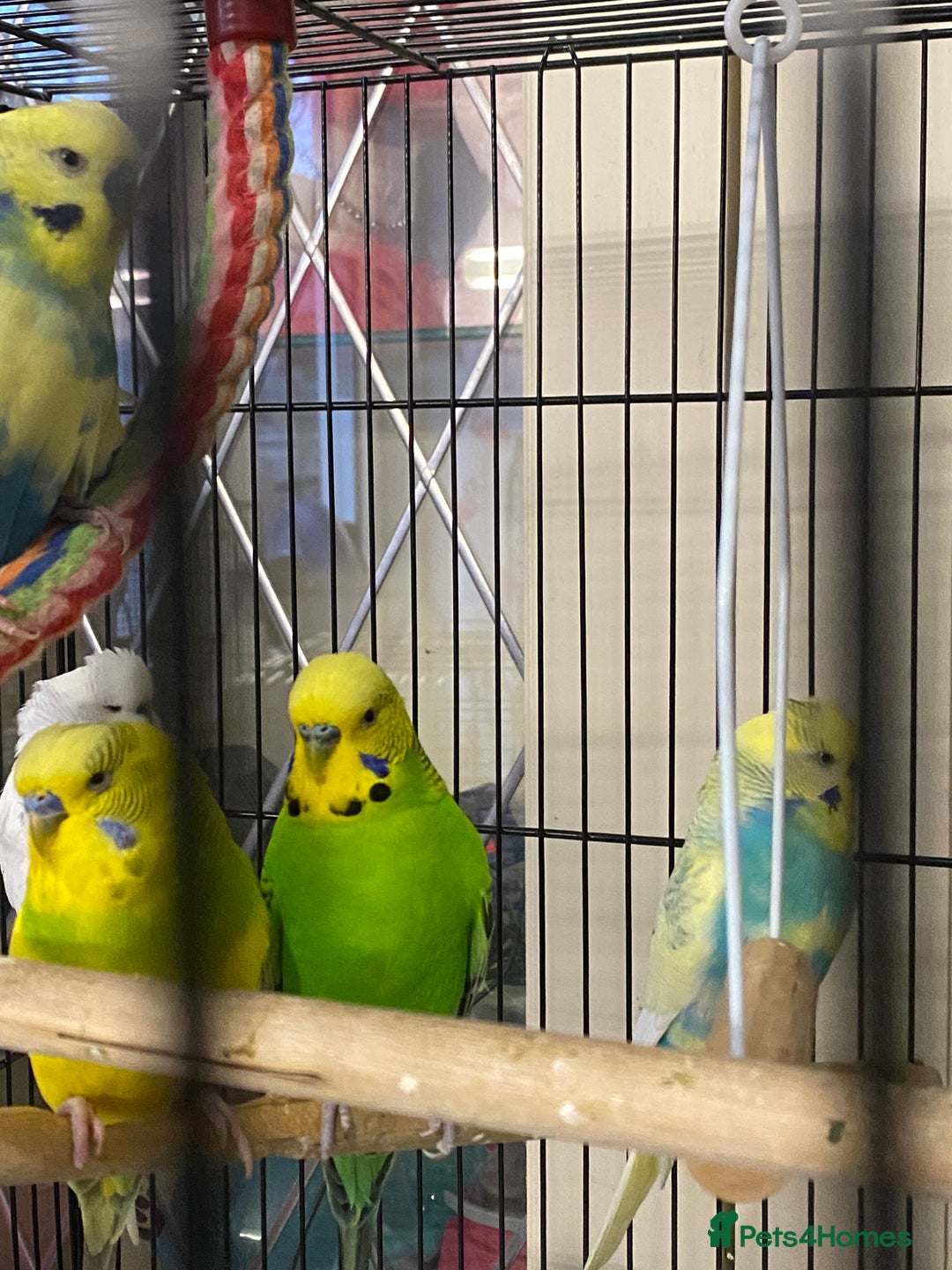 Budgerigars birds for sale: Beautiful budgies , mixed colours incl rainbow  - Advert 6