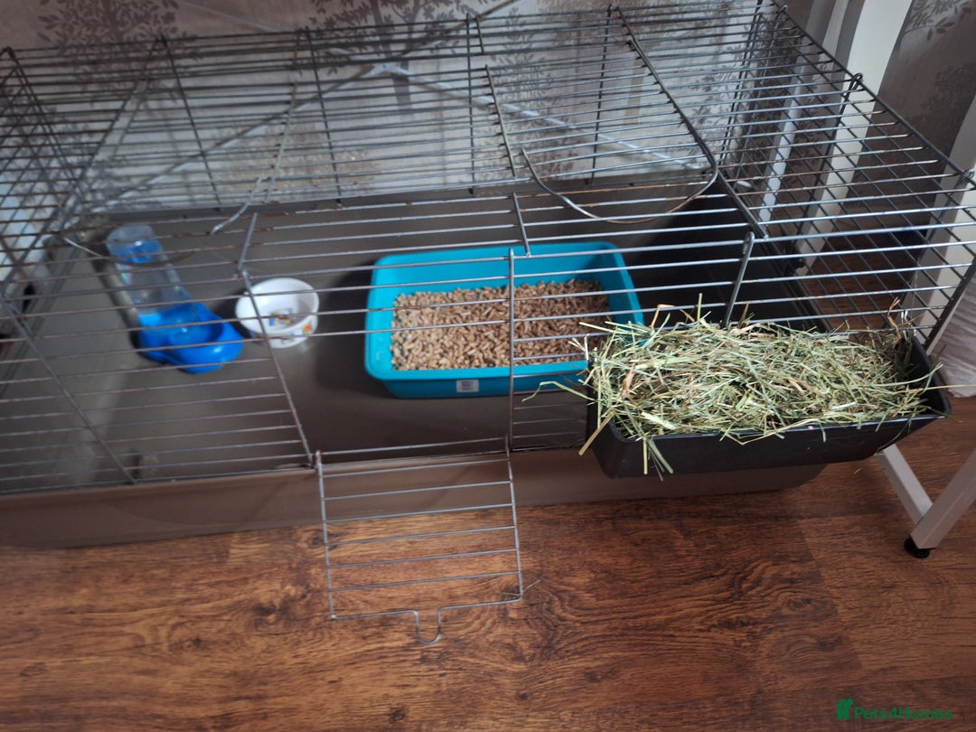 Mixed Breed rabbits for sale: Rabbit - Image 4