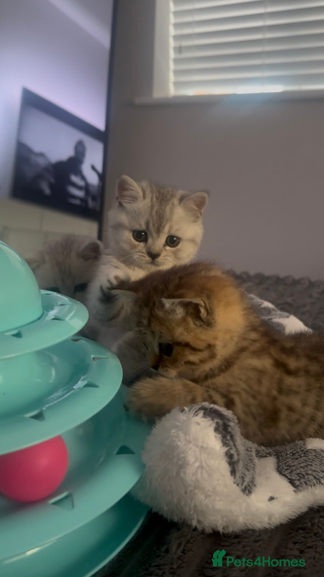 British Shorthair cats for sale: British Shorthair Kittens - Image 4