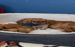 Cavalier King Charles Spaniel dogs for sale: Ruby Red Cavalier puppies ready for new homes ❤️ - Image 15