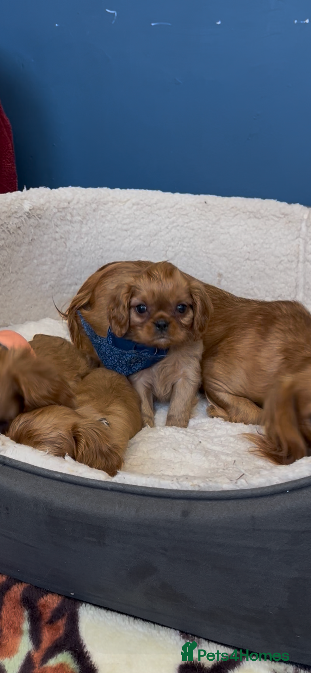 Cavalier King Charles Spaniel dogs for sale: Ruby Red Cavalier puppies ready for new homes ❤️ - Image 15