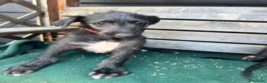 Deerhound 7