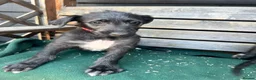 Deerhound dogs for sale: KC Reg Deerhound Puppies  - Advert 13