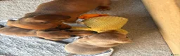 Miniature Dachshund dogs for sale: Beautiful Miniature Dachshund Boys, fab colourings in Bridgnorth - Advert 7