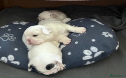 French Bulldog dogs for sale: Fluffy French Bulldogs - Image 7