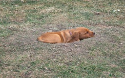Labrador Retriever dogs for sale: KC Registered Fox Red Labrador Puppies - Image 25