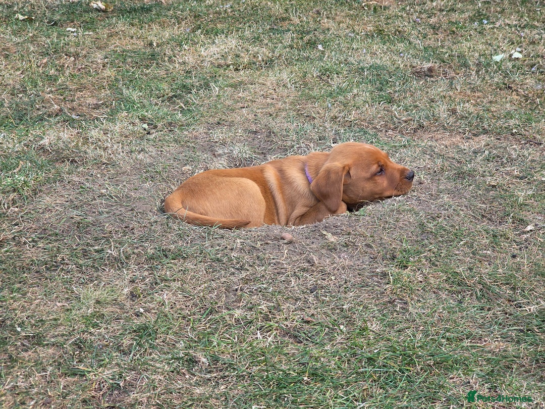 Labrador Retriever dogs for sale: KC Registered Fox Red Labrador Puppies - Image 25