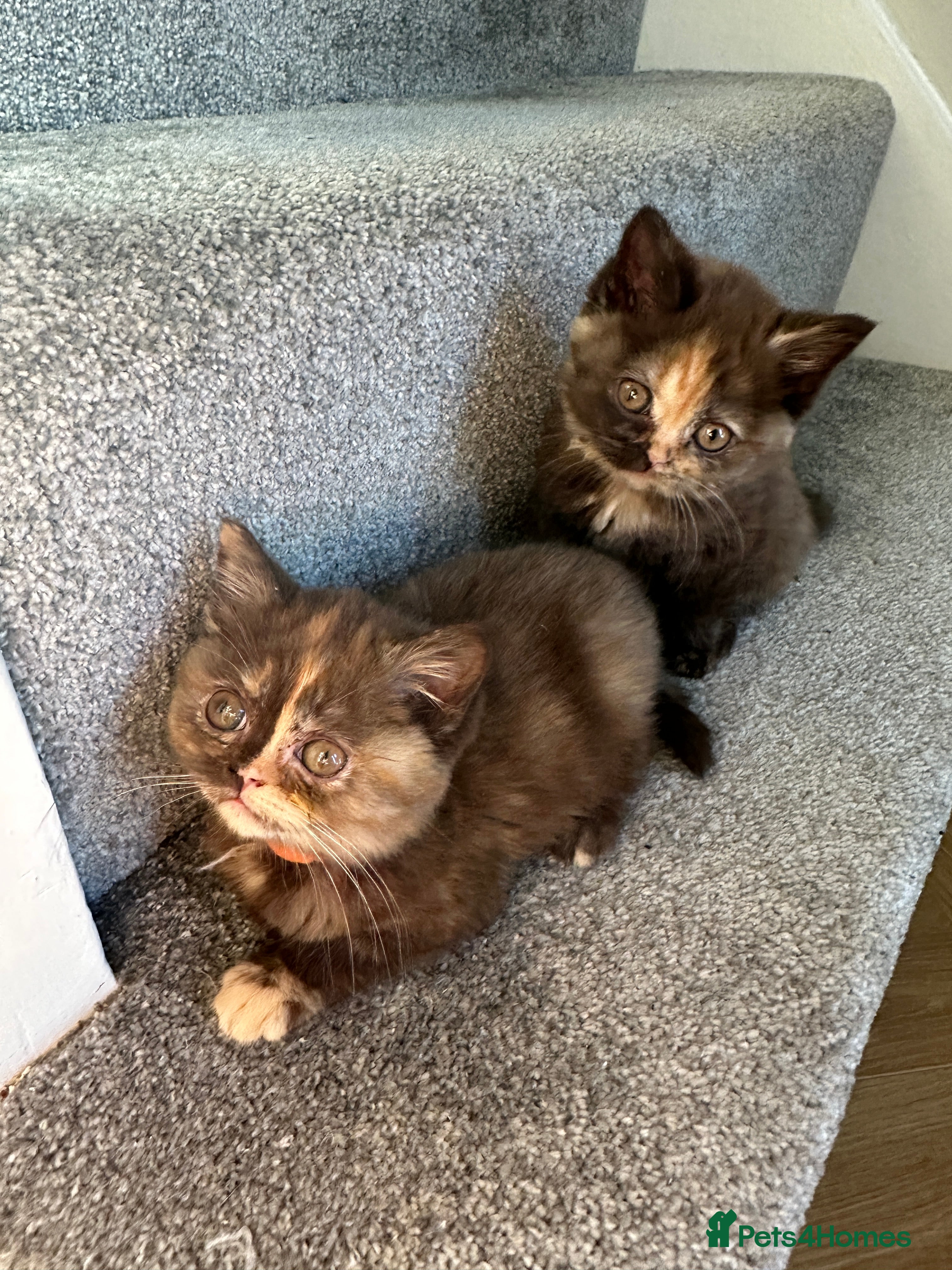 British Shorthair cats 😻Beautiful Chocolate Tortie BSH Kittens😻🎀 - Advert 12