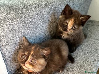 British Shorthair cats 😻Beautiful Chocolate Tortie BSH Kittens😻🎀 - Advert 2