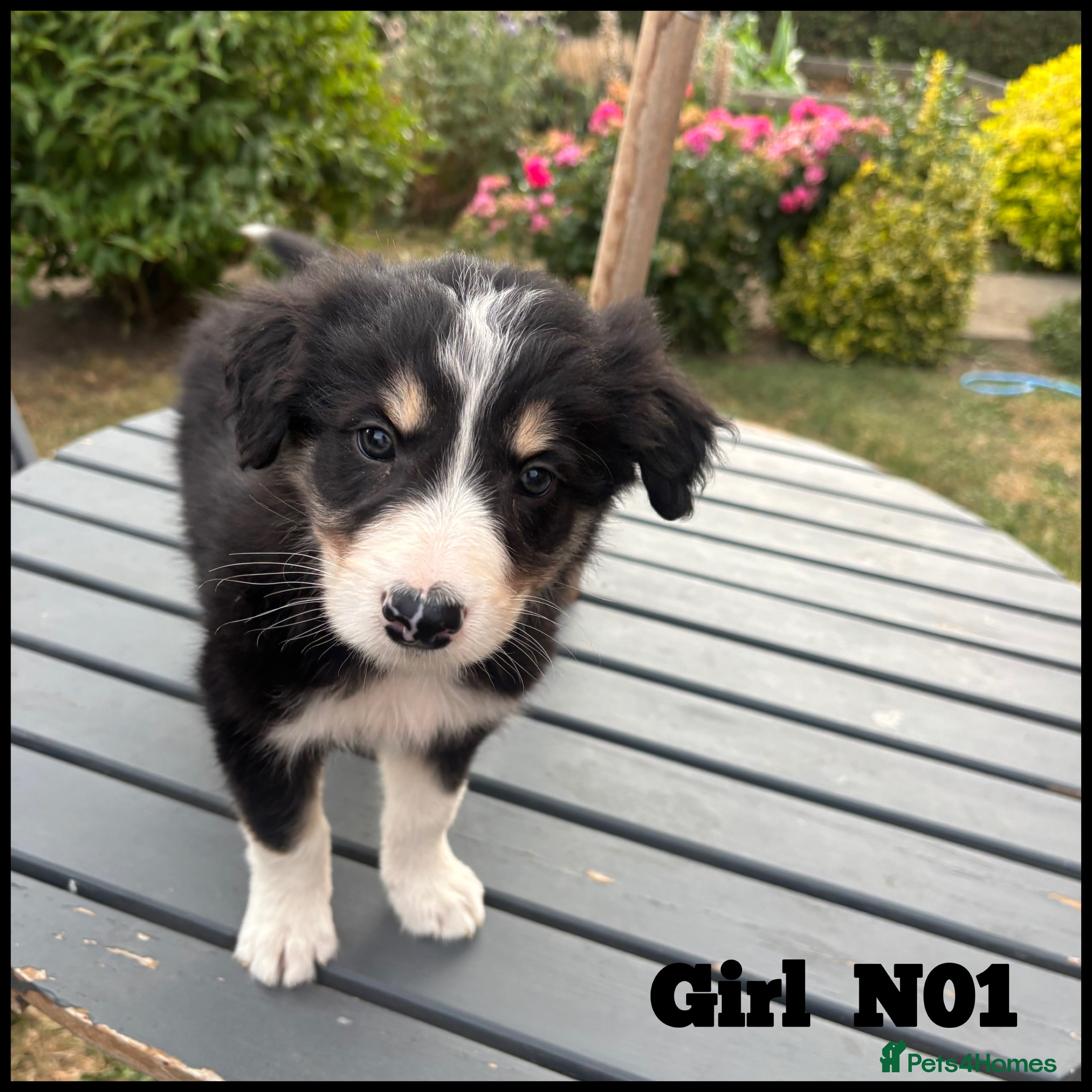 Mixed Breed dogs 5 Border collie  pups  - Advert 2