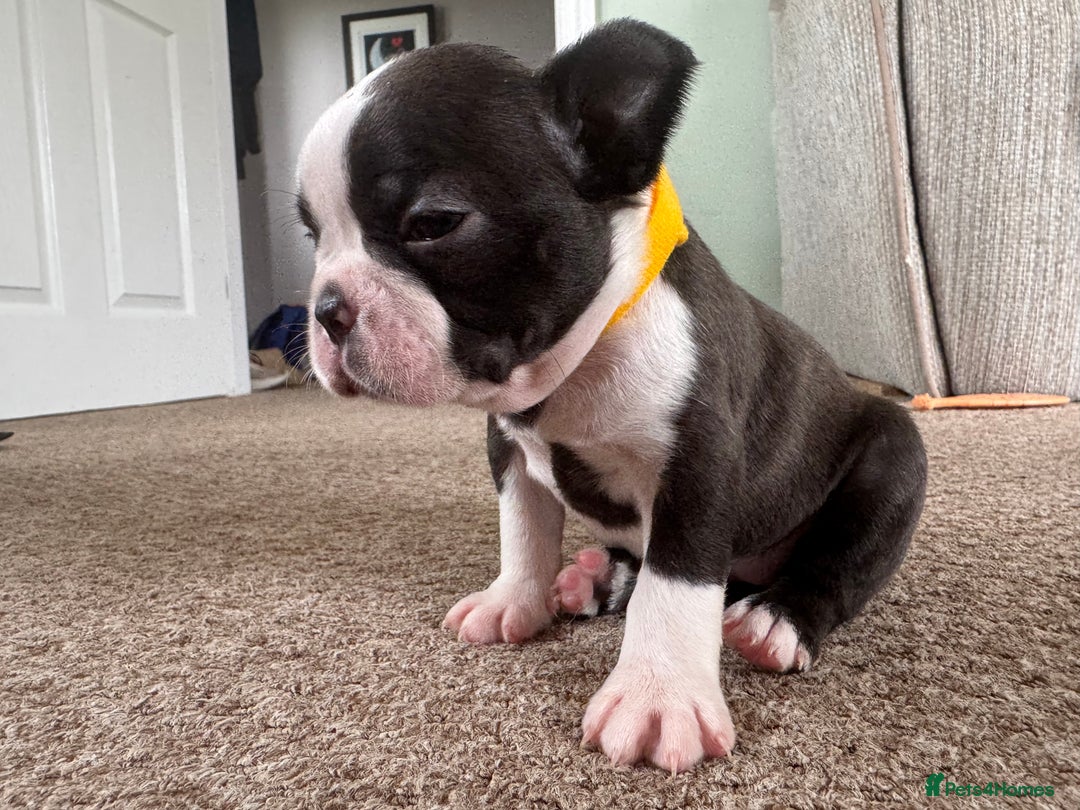 Boston Terrier dogs for sale: Beautiful Boston Terrier Puppies for Loving Homes - Image 7