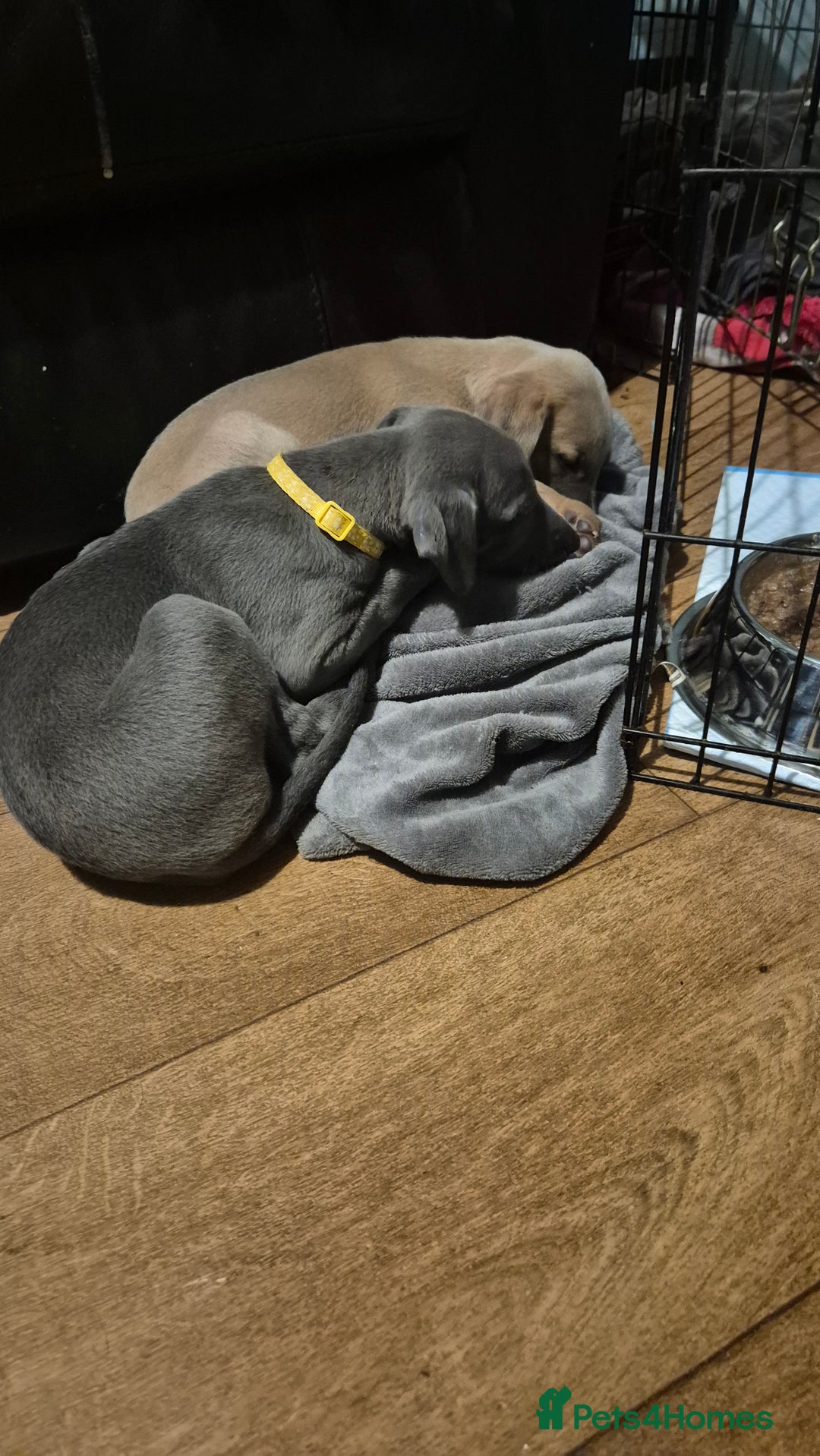 Mixed Breed dogs for sale: Greyhound lurcher cross - Advert 16