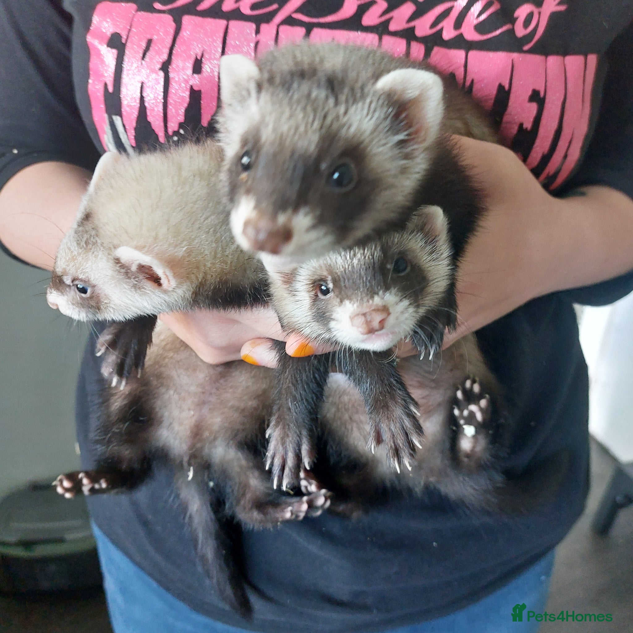 Ferret rodents ONLY 3 LEFT - Ferret Kits for Sale  - Advert 13