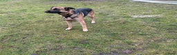 Mixed Breed dogs for sale: German Shepherd Cross intact bitch dog - Advert 4